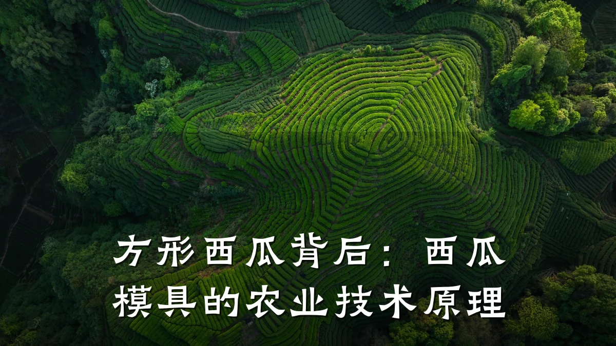 方形西瓜背后:西瓜模具的农业技术原理