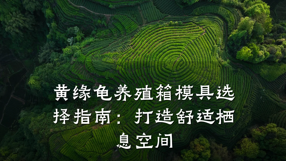 黄缘龟养殖箱模具选择指南:打造舒适栖息空间